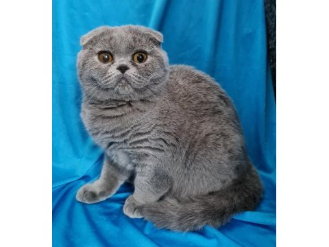 Scottish fold yavrular sahibinden