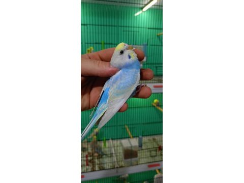 Rainbow muhabbet kuşu yavrular