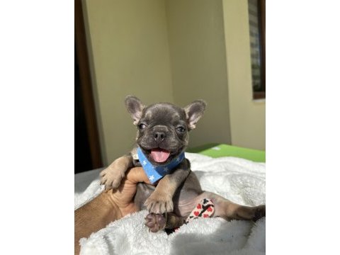 French bulldog ( ırk garantili )