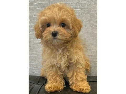 Maltipoo bebeklerimiz