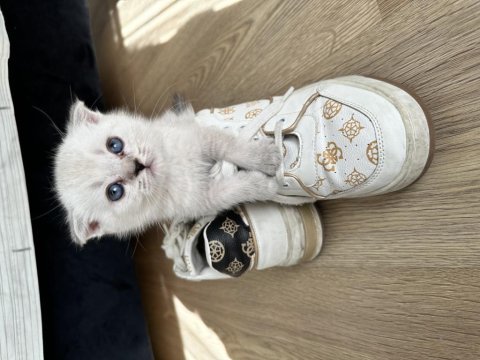 Beyaz scottish fold oğlumuz
