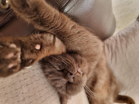 British shorthair çikolata kızımız