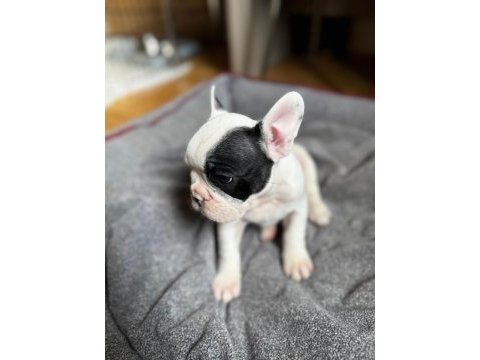 Dünya tatlısı french bulldog kızımız