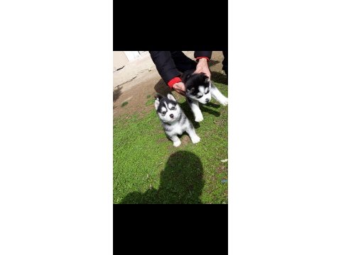 Safkan a kalite scr husky yavrular