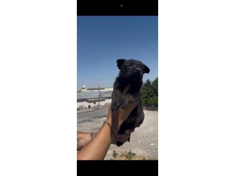 Koyu renk belçika kurdu yavrusu