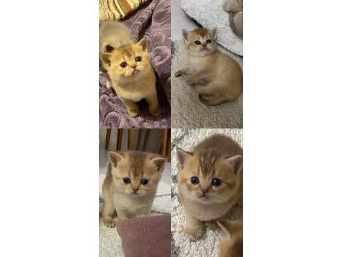 Golden british shorthair bebekler