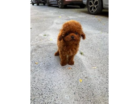 Orjinal güler yüzlü toy poodle yavrum