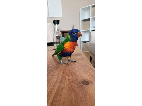 Lori papağanı el besleme