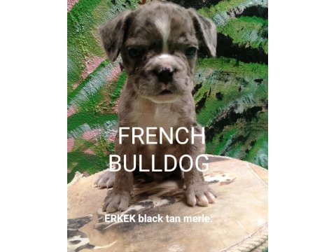 French bulldog secereli babadan erkek black tan merle