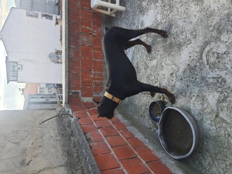 A sınıf doberman