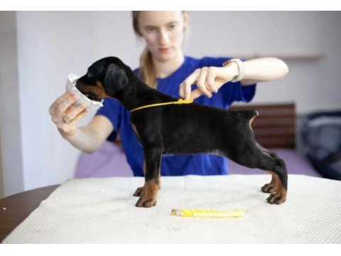Keskin bakışlı doberman yavrularım