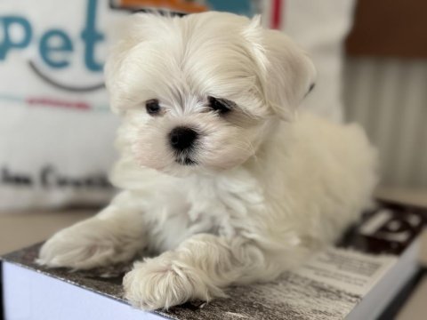 Tea cup kore kan maltese petmode de canlı görün