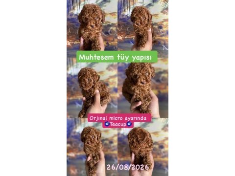 Orjinal micro ayarında red brown poodle