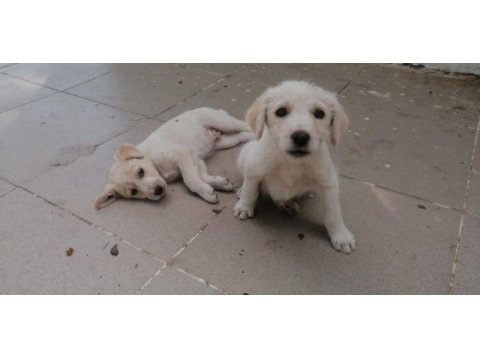 İngiliz çoban köpeği yavruları