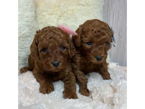 Toy poodle yavruları