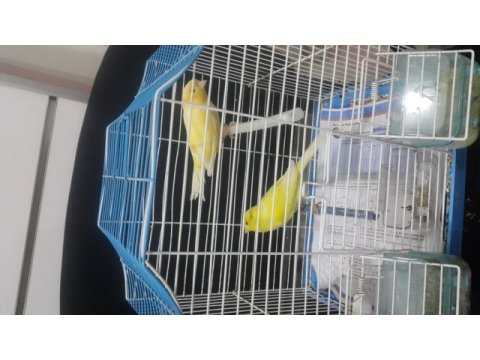 Manula gloster kanarya