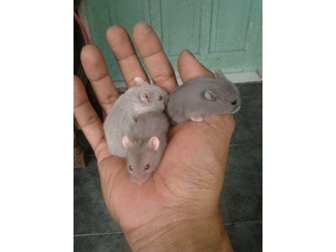 Suriye hamster yavrular ve tüm malzemeleri adrese teslim