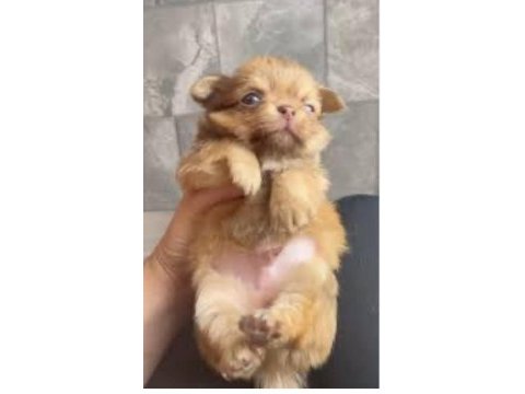 Chihuahua yavrularımız yeni sahiplerine bekliyor