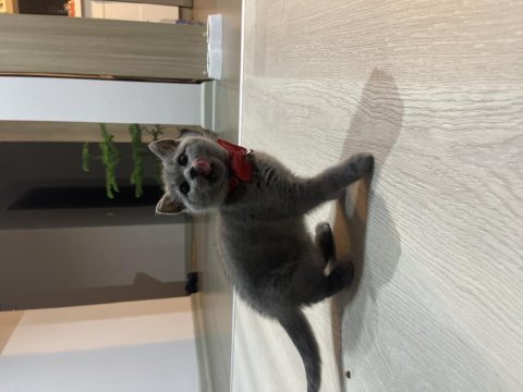 3 aylık yavru saf british shorthair