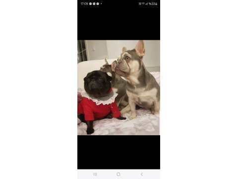 Kardeş french bulldog sahiplendirme