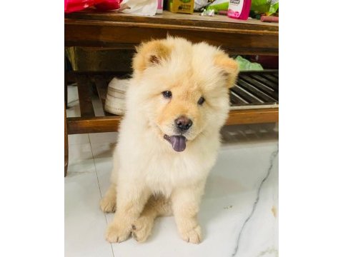 Çin aslanı köpekler sağlık ve ırk garantili teslim