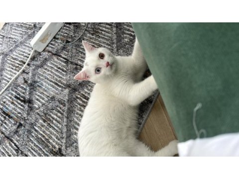British shorthair kedim bulut