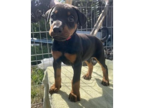 King doberman köpekler