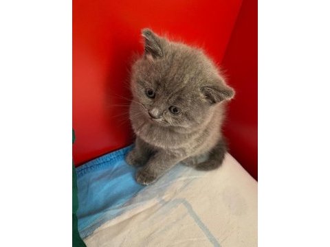 Birbirinden tatlı british shorthair oyuncu yavrularımız