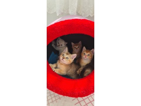 British shorthair çok oyuncu evcilmen yavrular