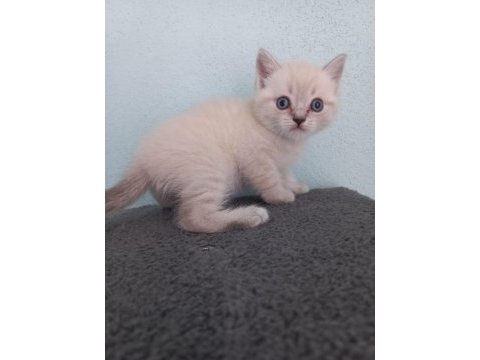 British shorthair kardeşler