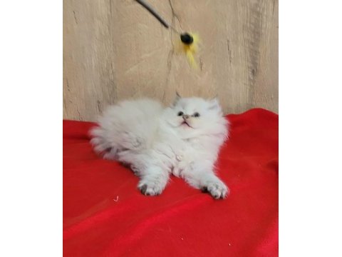 Mükemmel british longhair dişi yavrular