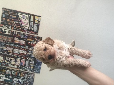 Toy poodle köpekler sizin olabilirler
