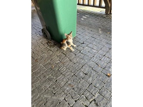 4 aylık tatlı oyuncu kedimiz