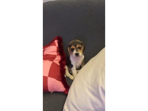 Beagle dişi izmir