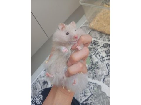 Hamster beyaz