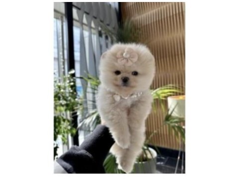 Pomeranian boo