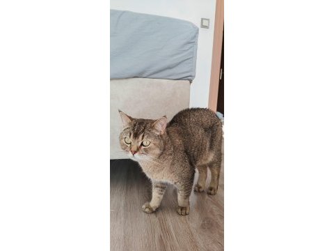 Yakışıklı kedimiz için ömürlük yuva arıyoruz