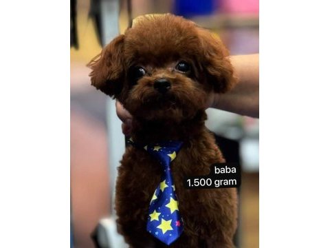 Dişi ve erkek kore korekan poodle yavrularım