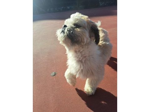 Tuvalet eğitimli shih tzu
