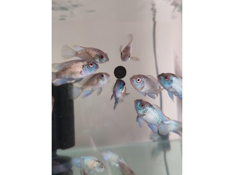 Elektrik blue acara (aequidens pulcher)