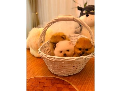 Karşıyakanın pomeranian boo kalitesi