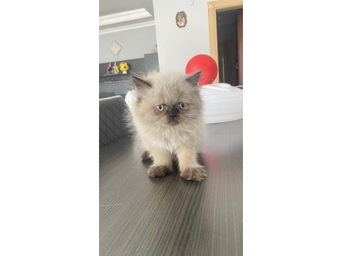 3 yavru himalayan kedisi
