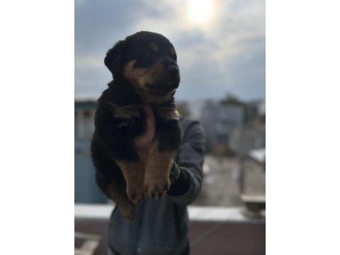 Rottweiler bebekler