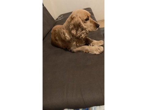 Tatlı kızımız english cocker