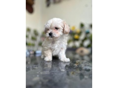 Maltipoo heramıza sıcak bir yuva arıyoruz