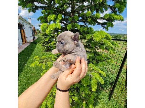 Sun kennels üretim çiftliğinden fransız bulldog bebekler