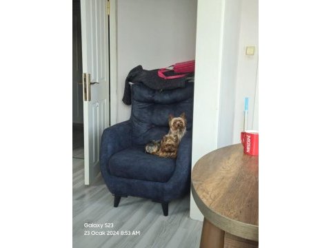 Yorkshire terrier yavrularımız a yuva arıyoruz