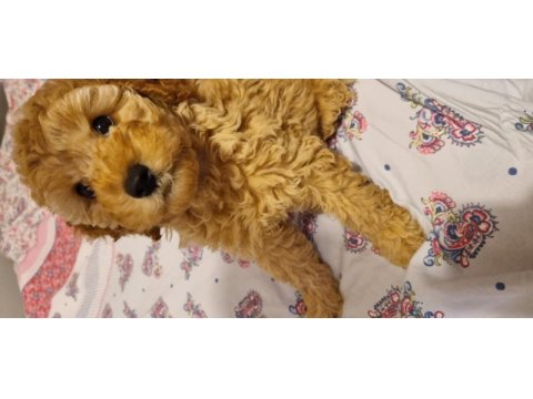 Dişi toy poodle