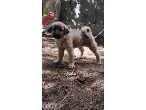 Orjinal kangal yavru