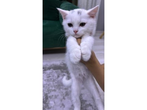 British shorthair